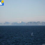 Whale in Svalbard