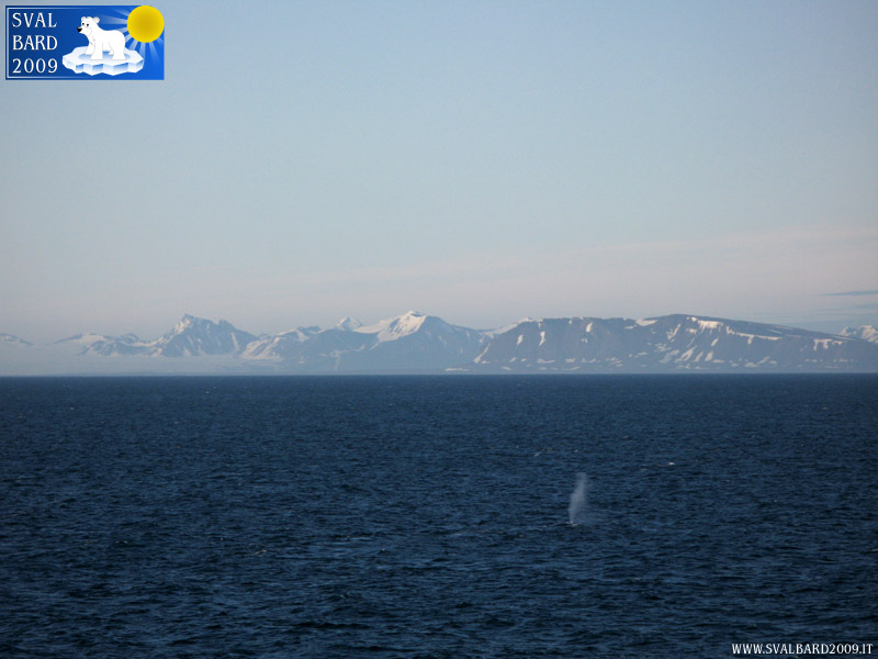 Whale in Svalbard