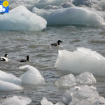 Common eider in Blomstrand camp