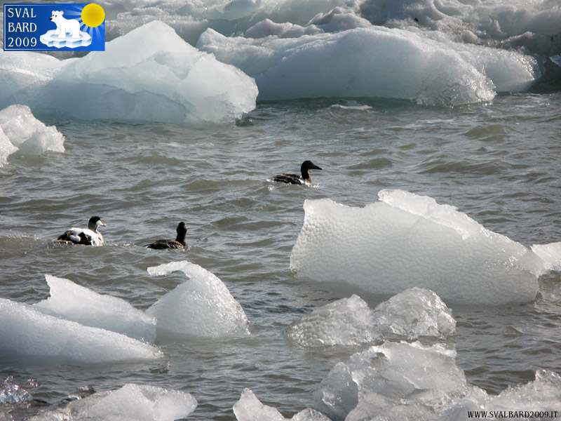 Common eider in Blomstrand camp