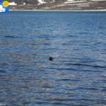 Seal of the Svalbard