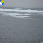 Seal on ice