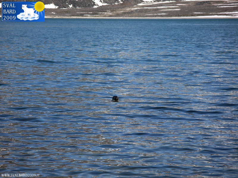 Seal of the Svalbard