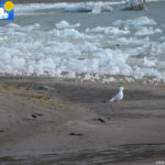 Gull in Blomstrand camp