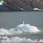 Gull on ice in Blomstrand camp