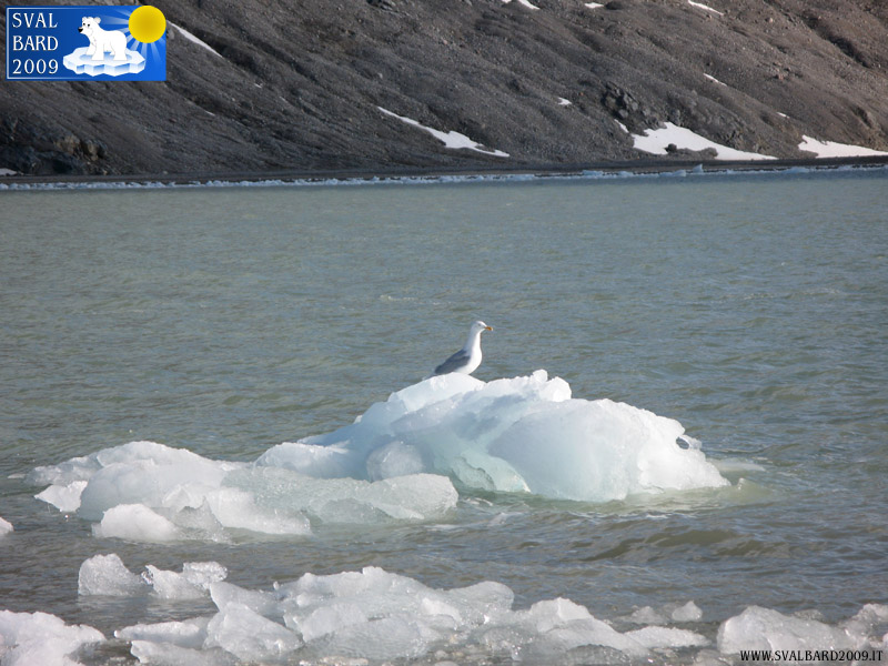 Gull on ice in Blomstrand camp