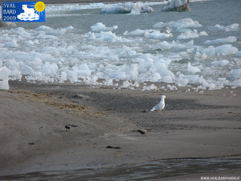 Gull in Blomstrand camp