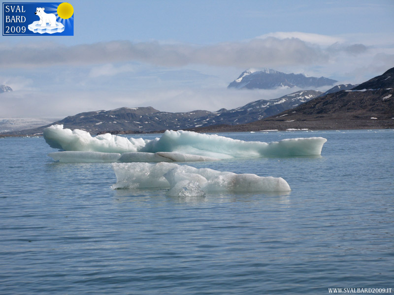 Little icebergs in Kongsfjorden