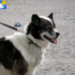 Luna, the dog of a guide