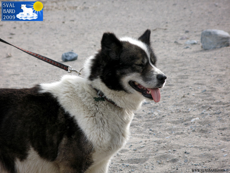 Luna, the dog of a guide