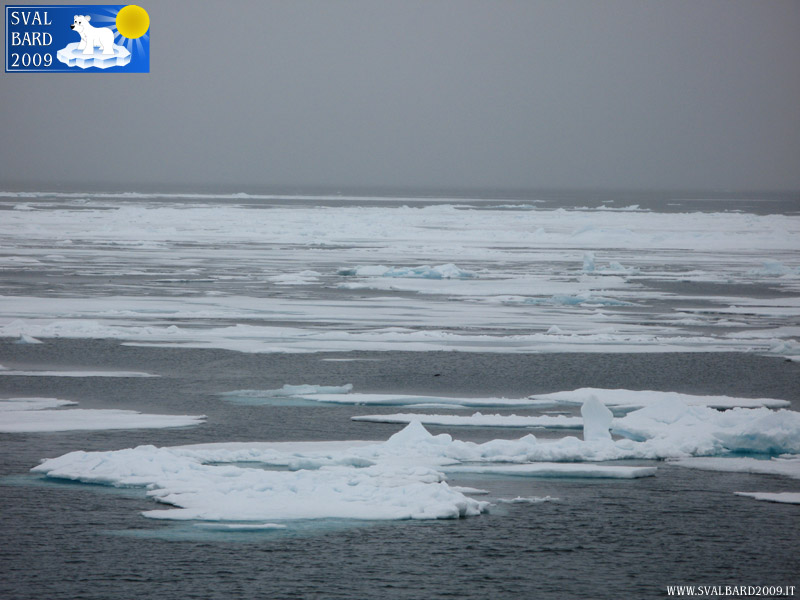 Arctic sea towards the 80th parallel -3