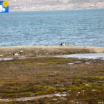 Barnacle goose in Ny-Ålesund