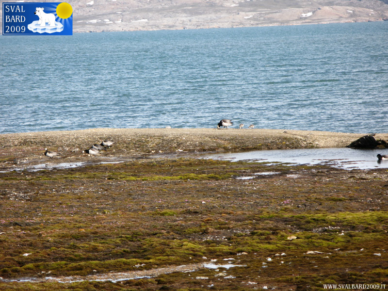 Barnacle goose in Ny-Ålesund