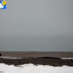 Polar bear in Raudfjord camp -1