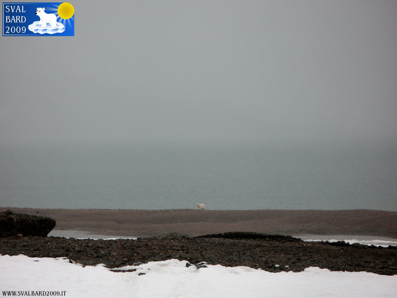 Polar bear in Raudfjord camp -1