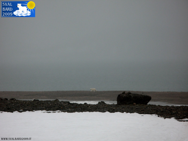 Polar bear in Raudfjord camp -3
