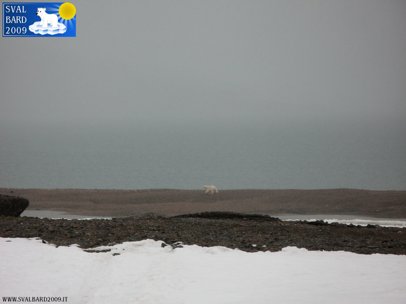 Polar bear in Raudfjord camp -4