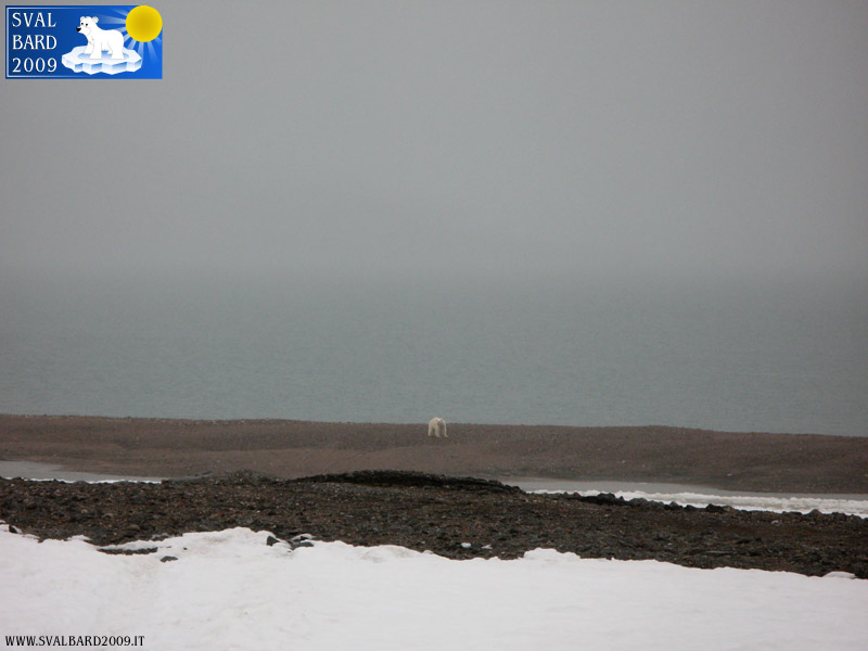 Polar bear in Raudfjord camp -5