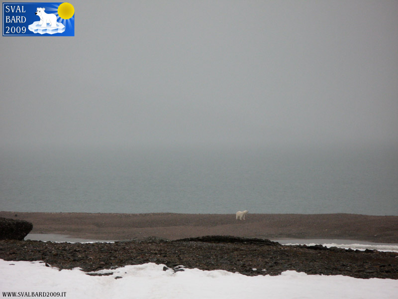 Polar bear in Raudfjord camp -7