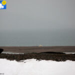 Polar bear in Raudfjord camp -8
