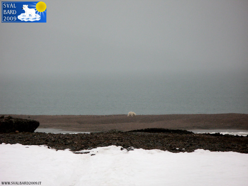 Polar bear in Raudfjord camp -8