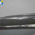 Polar bear in Liefdefjord