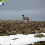 Reindeer -1