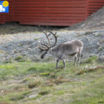 Reindeer in Longyearbyen