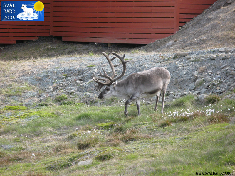 Reindeer in Longyearbyen