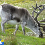 Reindeer in Longyearbyen -2