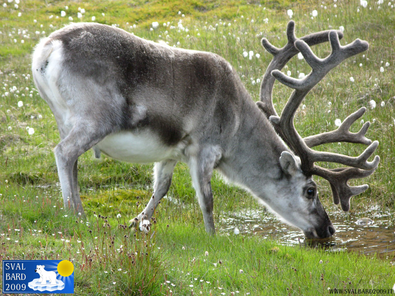 Reindeer in Longyearbyen -2