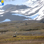 Reindeer in Ny-Ålesund