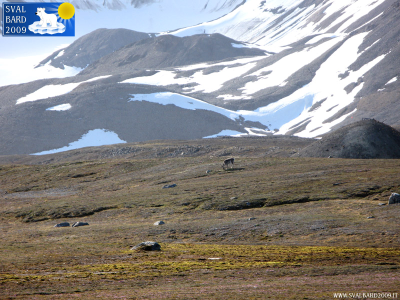 Reindeer in Ny-Ålesund