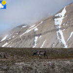 Reindeer in Ny-Ålesund -2