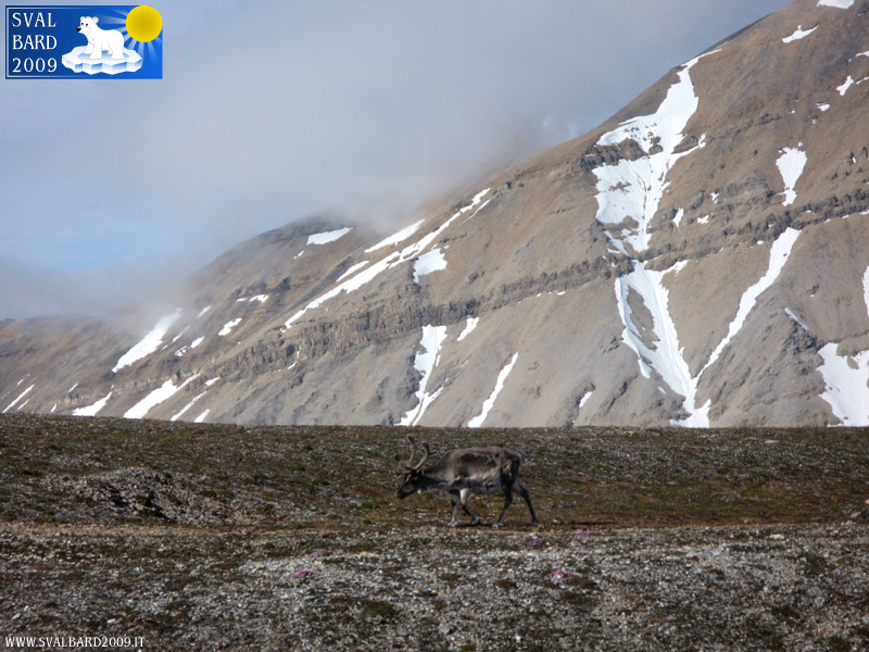 Reindeer in Ny-Ålesund -2