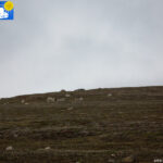 Reindeer in Worsleyhamna