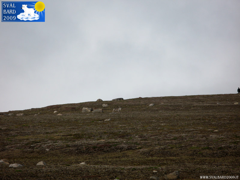 Reindeer in Worsleyhamna