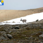 Reindeer -2