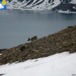 Reindeer -3