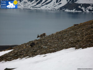 Reindeer -3