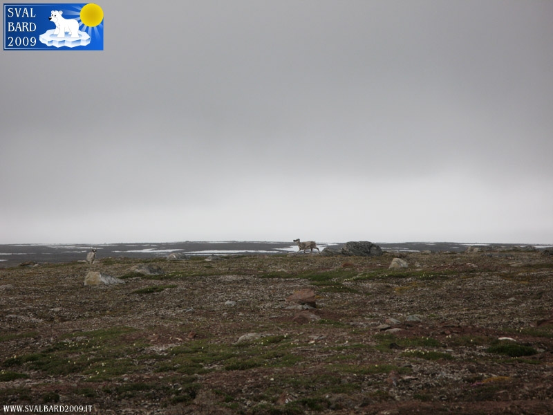 Reindeers in Worsleyhamna