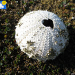 Urchin in Worlseyhamna