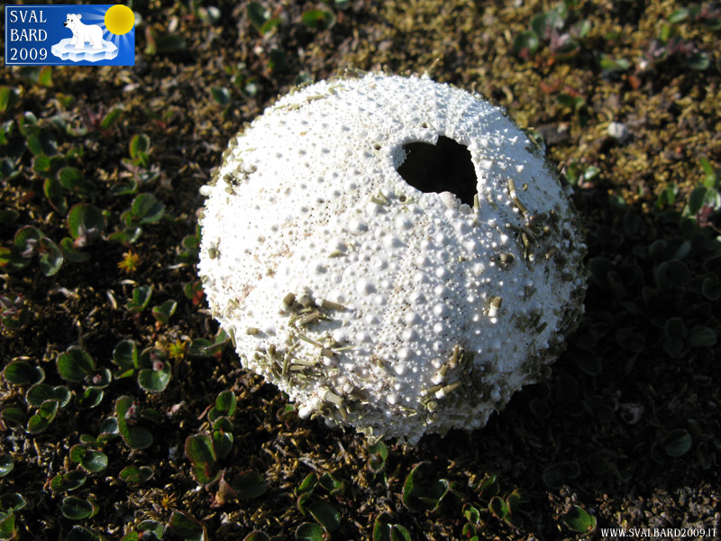Urchin in Worlseyhamna