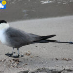 Skua in Blomstrand camp -1