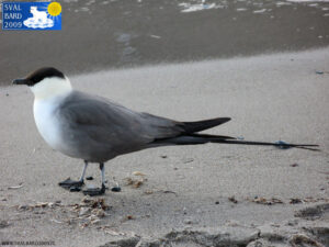 Skua in Blomstrand camp -1