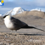 Skua in Blomstrand camp -2