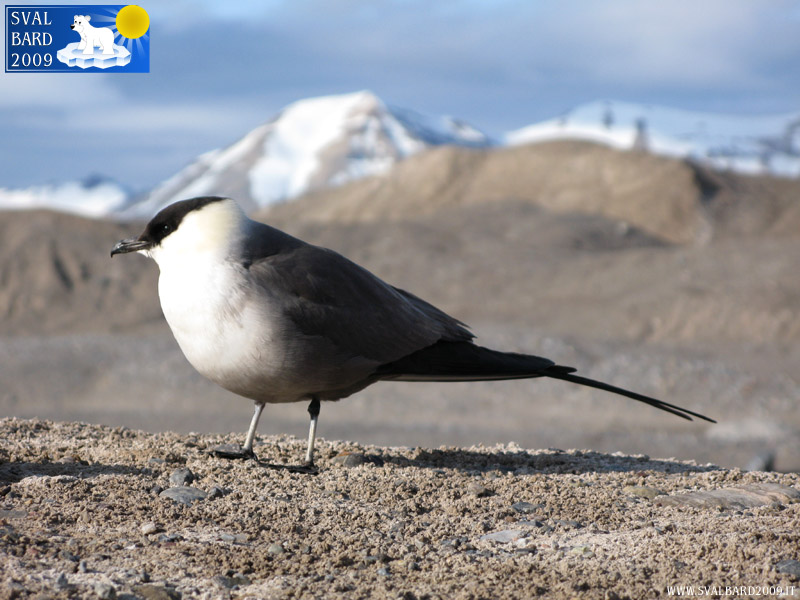 Skua in Blomstrand camp -2