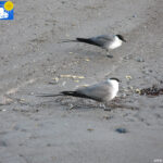 Skua in Blomstrand camp, eating scraps of pasta