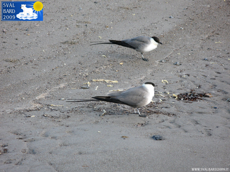 Skua in Blomstrand camp, eating scraps of pasta