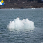 Arctic tern on ice